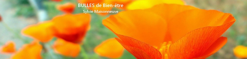 0logo Site 2000x480 petit