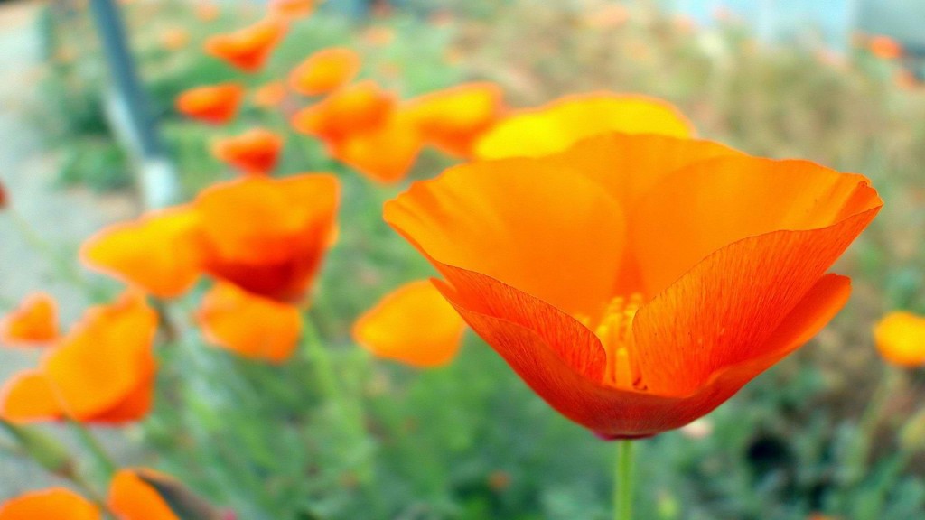 background-2